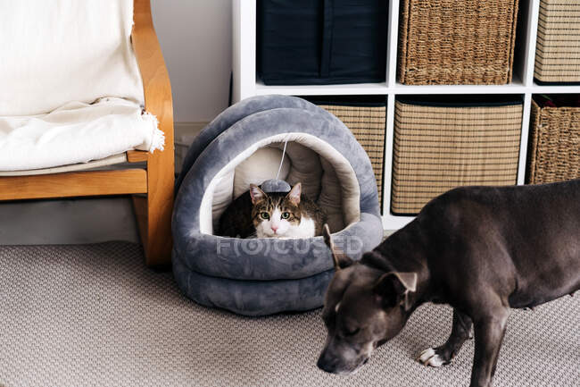 American Staffordshire Terrier mit braunem Fell gegen Katze in weichem Haus auf Teppich bei Tageslicht — Stockfoto
