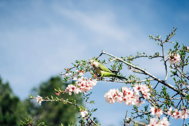 Niedriger Winkel des grünen Vogels, der auf einem Kirschbaumzweig mit blühenden Blumen im Garten hockt — Stockfoto