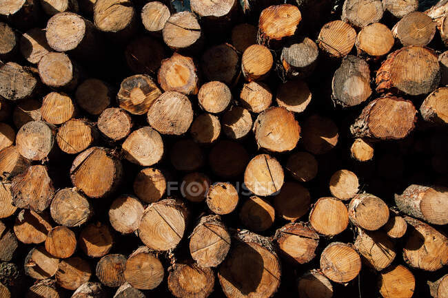 Textured background of cut firewood in rows with uneven surface and green plant sprigs in daylight — Stock Photo