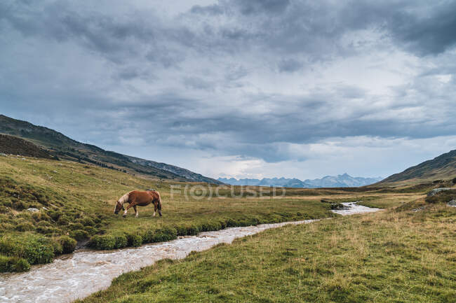 Friedliches Pferd frisst tagsüber frisches grünes Gras auf einer Wiese in Hangnähe mit grünem Wald — Stockfoto