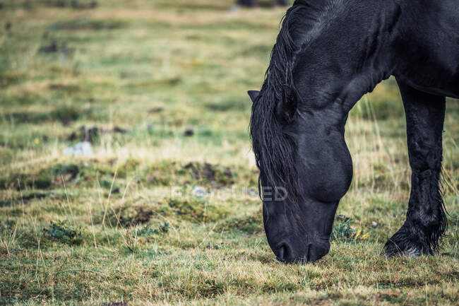 Cavalo preto no fundo borrado do prado com grama verde fresca — Fotografia de Stock