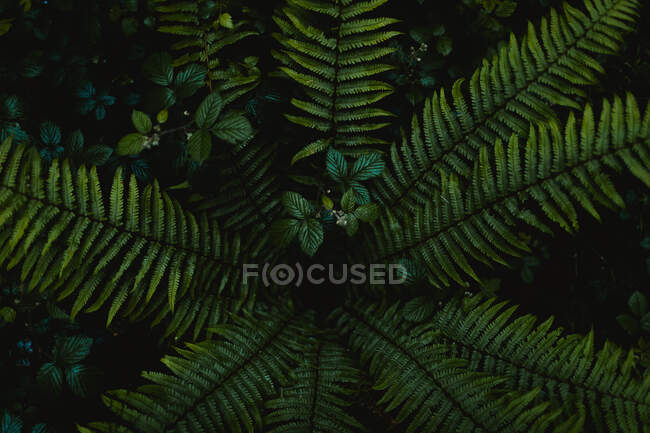 Scenic view of coniferous tree branch with curved stems and green needles growing in woods — Stock Photo