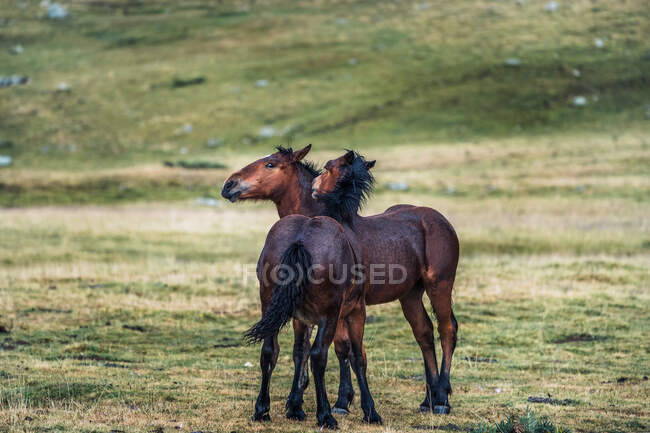 Grazioso cavallo accarezzando su sfondo sfocato di prato con erba fresca verdeggiante di giorno — Foto stock