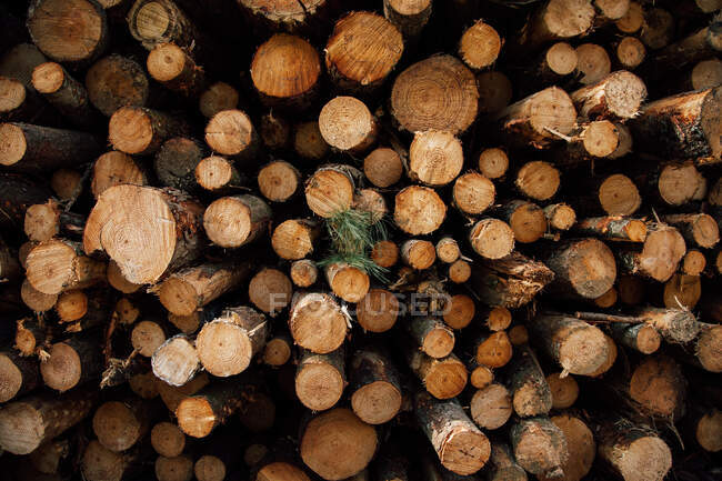 Textured background of cut firewood in rows with uneven surface and green plant sprigs in daylight — Stock Photo