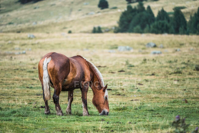 Каштановый конь на размытом фоне луга со свежей зеленой травой — стоковое фото