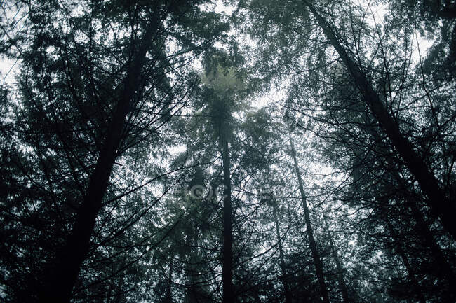 En dessous de grands arbres verts poussant dans des bois sombres par temps nuageux — Photo de stock
