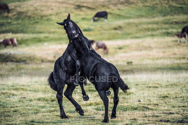 Изящные черные жеребцы сражаются в игре на размытом фоне луга со свежей зеленой травой днем — стоковое фото