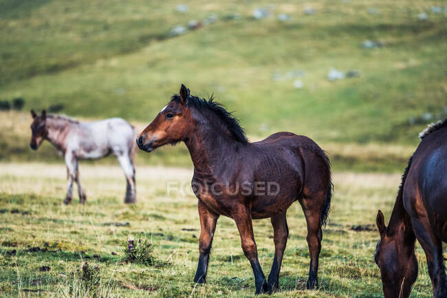 Cavalli su sfondo sfocato di prato con erba fresca verde — Foto stock