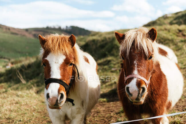 Mares with white and brown coat in bridles standing on green meadow under cloudy sky in countryside — Stock Photo