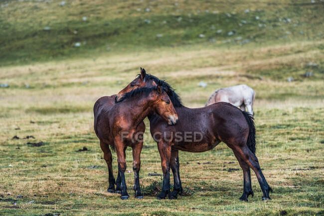 Gracioso cavalo acariciando no fundo borrado do prado com grama verde fresco durante o dia — Fotografia de Stock