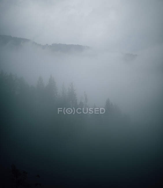 Vista panoramica di alberi ricoperti di vegetazione in boschi nebbiosi sotto il cielo grigio nella foresta — Foto stock