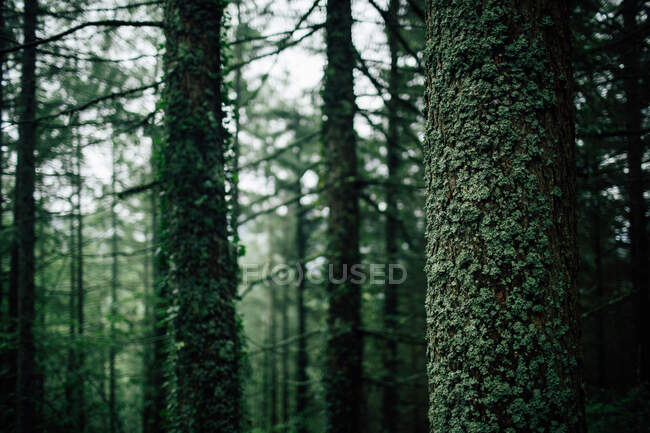 Conifere alte con lichene su tronchi che crescono in bosco denso su tempo freddo — Foto stock