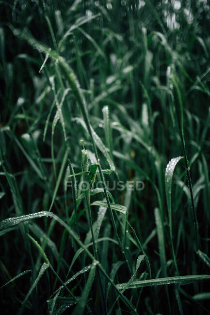 Plant with thin stem and tiny pure water drops on curved leaf growing in woods on blurred background — Stock Photo