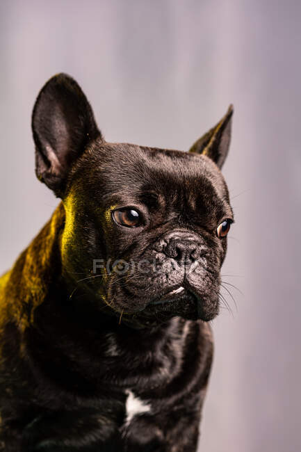 Bouledogue français obéissant avec fourrure foncée et yeux marron regardant loin sur fond violet clair — Photo de stock