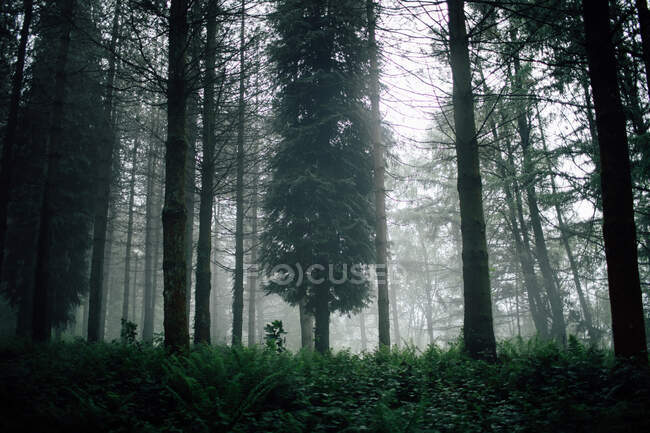 Árvores cobertas em florestas nebulosas sob céu cinzento — Fotografia de Stock
