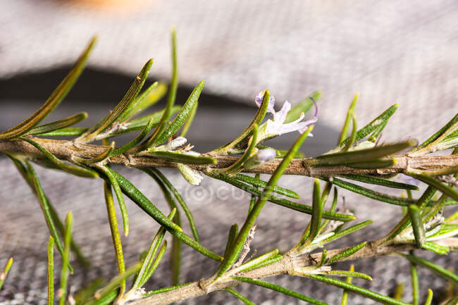 Side view of herbs sprigs with green leaves of rosemary on gray surface — Stock Photo