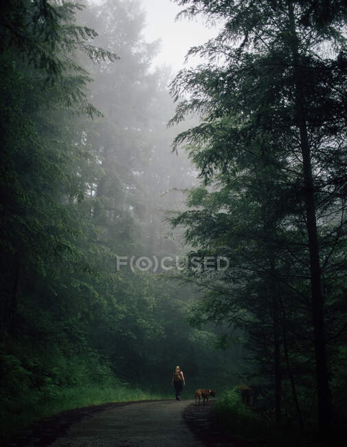 Анонимный турист с собакой, прогуливающейся по волнистой дороге между заросшими деревьями в лесу в туманный день — стоковое фото