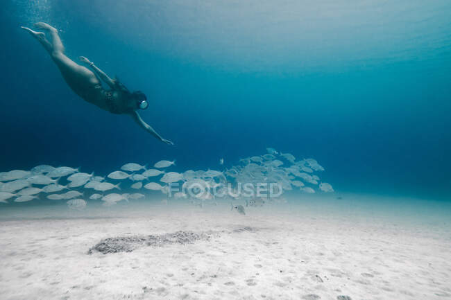 Vista lateral de cuerpo completo de viajera con máscara de buceo nadando bajo el agua cerca de la escuela de peces y fondo arenoso - foto de stock