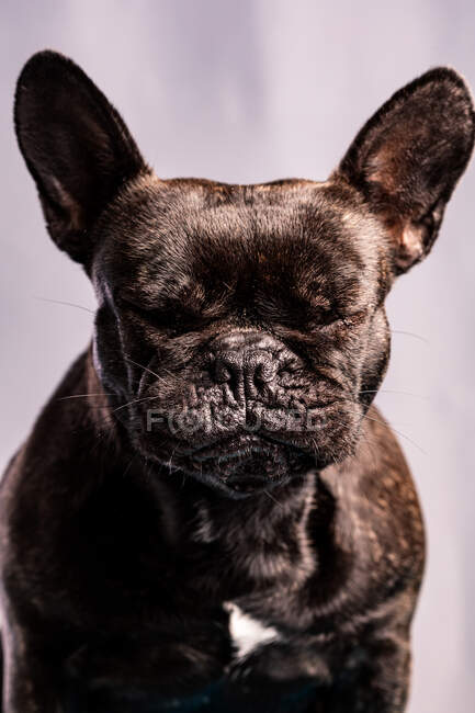 Gehorsame Französische Bulldogge mit dunklem Fell und geschlossenen Augen vor hellviolettem Hintergrund — Stockfoto