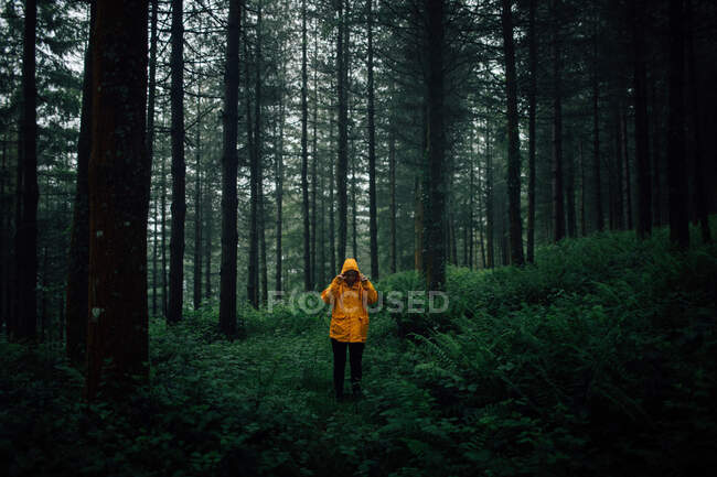 Turista irreconhecível em outerwear com capuz em pé no caminho entre plantas e árvores altas na floresta — Fotografia de Stock