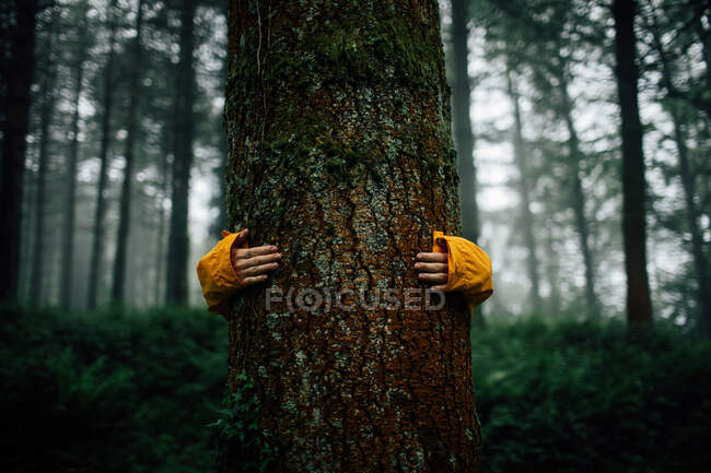 Crop unrecognizable tourist embracing tree with dry rough bark during trip in woods on blurred background — Stock Photo