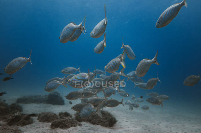 Escuela de besugo nadando bajo el agua en mar limpio cerca de fondo arenoso y corales - foto de stock