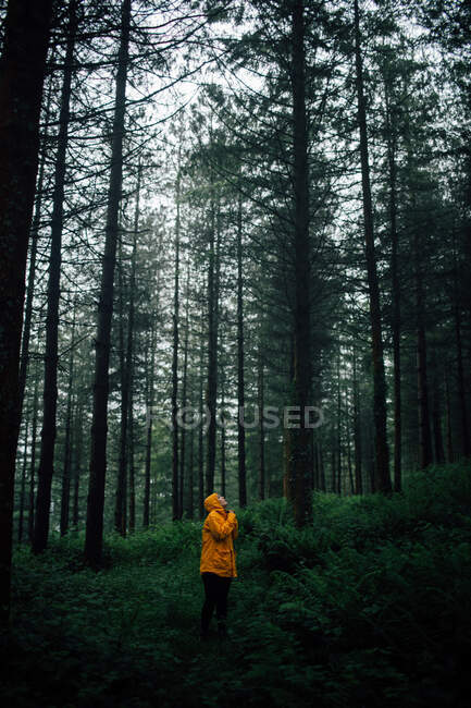 Touristen in Oberbekleidung mit Kapuze stehen auf dem Weg zwischen Pflanzen und hohen Bäumen im Wald und schauen nach oben — Stockfoto