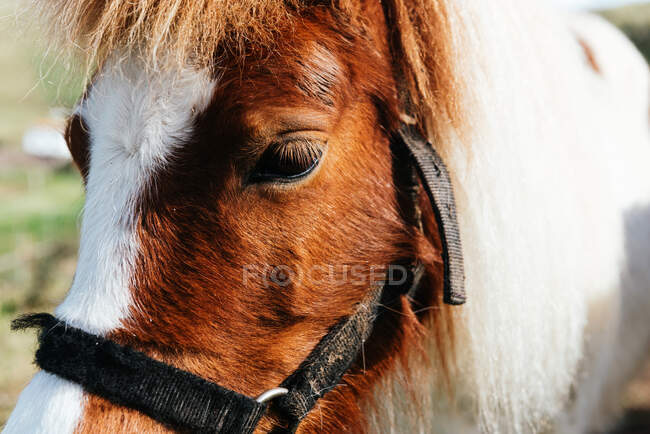 Mare with white and brown coat in bridles standing on green meadow under cloudy sky in countryside — Stock Photo