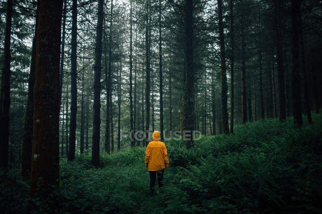 Unrecognizable tourist in outerwear with hood standing on pathway among plants and high trees in forest — Stock Photo
