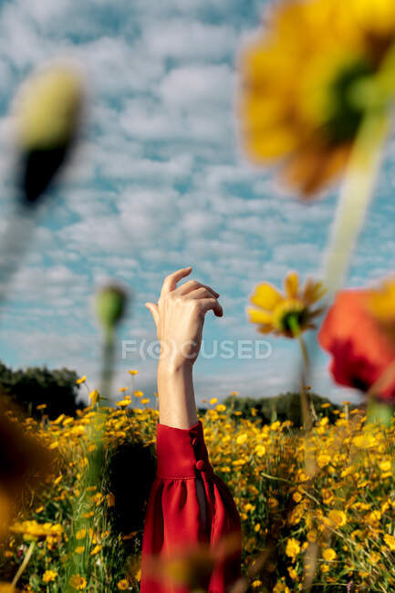 Врожай невизначена жінка з піднятою рукою серед квітучих жовтих квітів на лузі в сільській місцевості під хмарним небом — стокове фото
