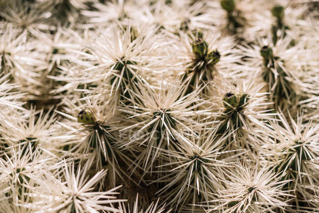 Fondo de cerca de agujas puntiagudas blancas que crecen en ramas de cactus exóticos - foto de stock