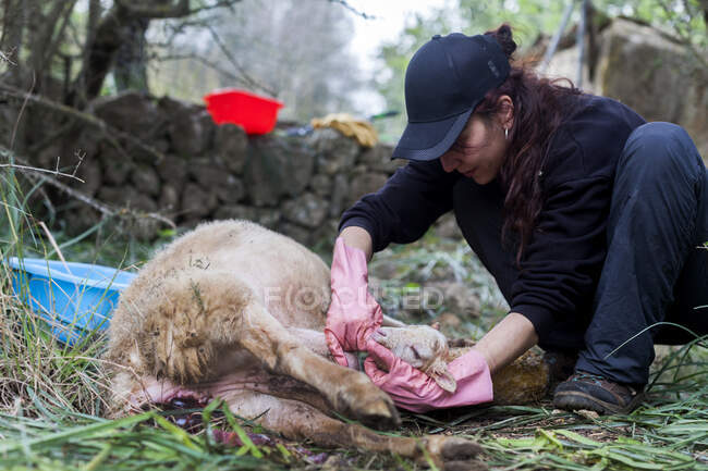 Concentrated young female veterinarian in casual clothes and rubber gloves helping tired sheep to give birth in nature — Stock Photo