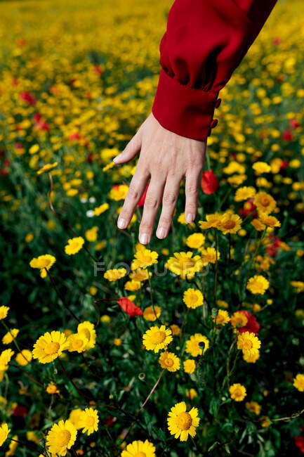 Cultivez des fleurs rouges et jaunes sur le pré d'été pendant la journée. — Photo de stock