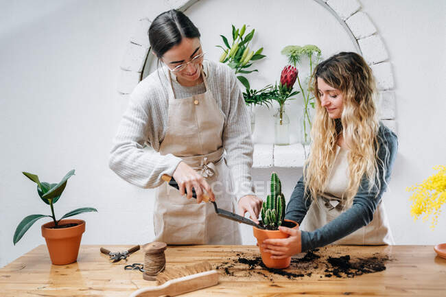 Felices colegas jóvenes en ropa casual y delantales sonriendo mientras plantan cactus juntos en maceta de pie en la mesa de madera en la florería - foto de stock