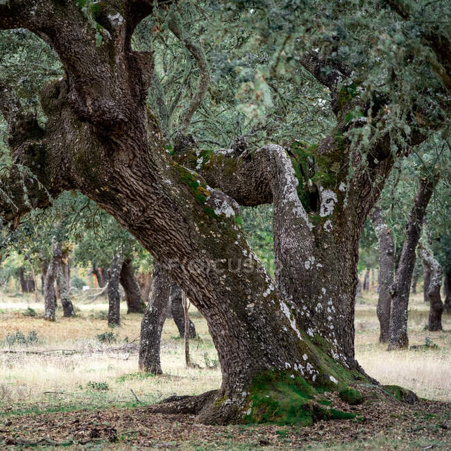 Antica foresta di lecci (Quercus ilex) in una giornata nebbiosa con alberi centenari, Zamora, Spagna. — Foto stock