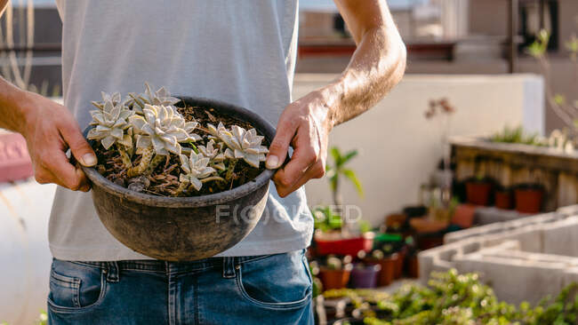 Crop anonymous male horticulturist carrying potted lush succulents while working in sunny garden — Stock Photo