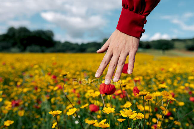 Crop anonymous female touching blooming red and yellow flowers on summer meadow in daytime — Stock Photo