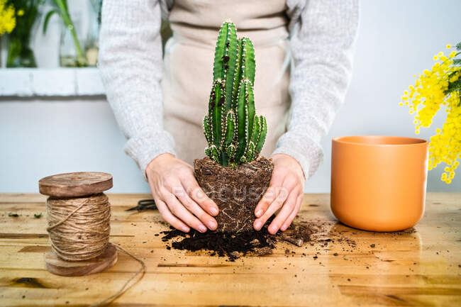 Cultivo sin rostro joven jardinero femenino de pie en la mesa de madera y el trasplante de cactus verde exótico en maceta de arcilla - foto de stock