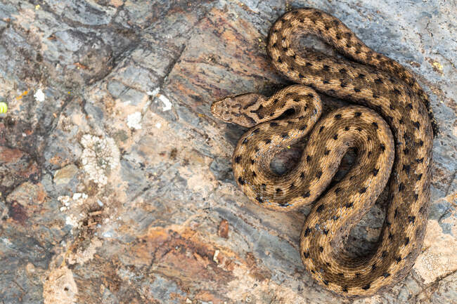 Top view of Asp viper Vipera aspis on natural rock background — Stock Photo