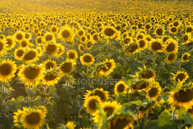 Живописный пейзаж обширного сельскохозяйственного поля с цветущими желтыми подсолнухами в летней сельской местности — стоковое фото