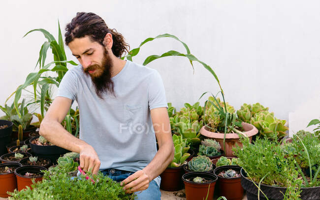 Спокойный молодой садовник мужского пола с длинными волосами в повседневной одежде срезает листья растений в горшках во время работы в оранжерее — стоковое фото