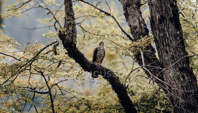 From below of wild hawk with brown plumage sitting on tree branch in woods — Stock Photo