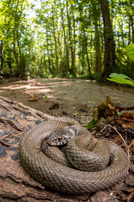 Середземноморська трава змія Натрікс у своєму лісовому середовищі з річкою, вертикальним струмком. — стокове фото