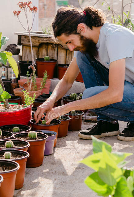Вид збоку на молодого садівника-чоловіка в повсякденному одязі посадка кактусів в горщиках на сонячному подвір'ї — стокове фото