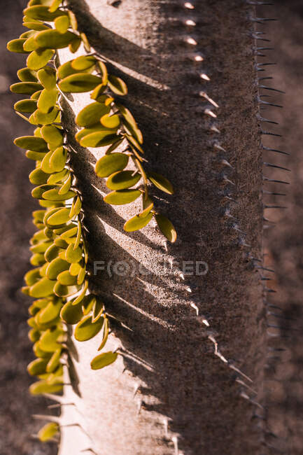 Closeup tall trunk of columnar cactus with spiral rows of thorns and green foliage — Foto stock