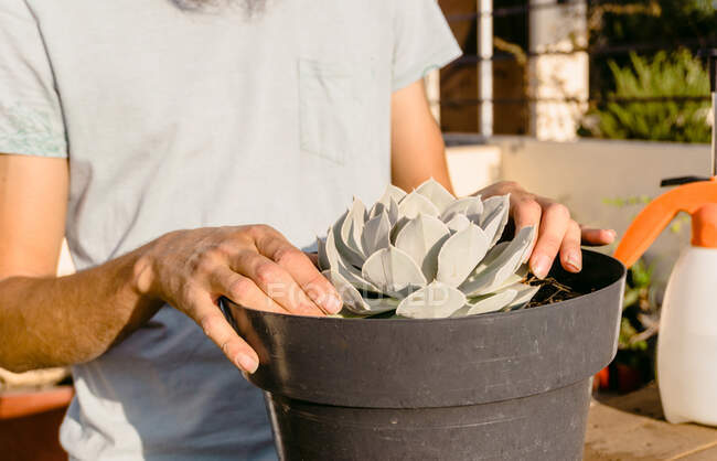 Cultiver horticulteur masculin anonyme avec pot succulents luxuriants tout en travaillant dans un jardin ensoleillé — Photo de stock