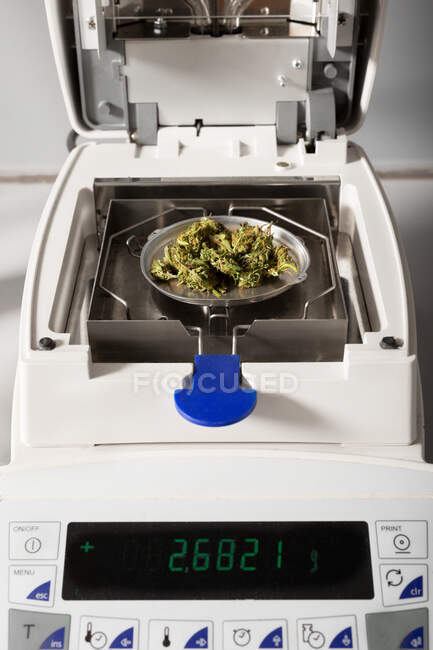 Dried marijuana flower buds on table with analytical balance and moisture measuring device in lab — Stock Photo