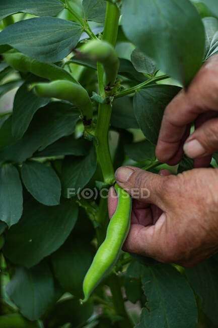 Cropped unrecognizable farmer harvesting fresh green beans on field in countryside — Stock Photo