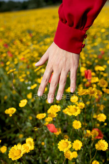Обрізати анонімних жінок, які торкаються квітучих червоних і жовтих квітів на літньому лузі вдень — стокове фото