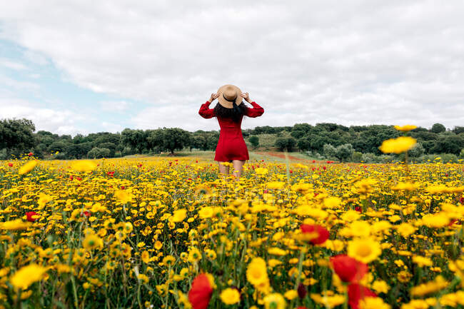 Visão traseira fêmea na moda anônima em sundress vermelho em pé no campo florescente com flores amarelas e vermelhas e chapéu tocante no dia quente de verão — Fotografia de Stock